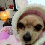 강아지<b>미용</b>의중요성ㅋㅋㅋㅋㅋㅋㅋㅋㅋ