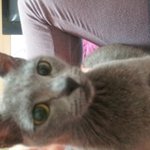 ★대구 북구 ★저희집 <b>라라</b>좀 찾아주세요 .. (한번만봐주세요)