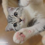 [유봉이네] 【유봉이 앙즈판】종이박스 쟁탈전!!