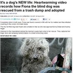 ▷▷세계를 울린 감동의 유기견 사연◁◁