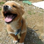 강아지<b>주제</b>에 찍는거마다 화보 ㅎㅎ