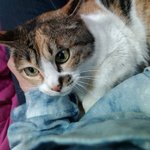 사진有) 길고양이 구조해왔어요. 다정하고 얌전한 아이에요. 좋은...