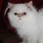 ★사진多有)히말라얀고양이예삐를 소개합니당