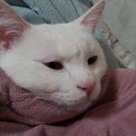 <b>애묘인</b>분들!!!!! 정말 미쳐버리겠습니다...도와주세요