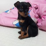 '우리' 공주님 미니핀을 소개합니다 사진 有