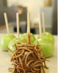 과자먹지<b>마요</b>!!!!!!!!!!1벌레....