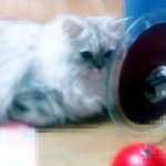 우리집 <b>솔라</b> !!!!