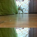 ★★★(사진有) 날 찾아보라옹★★★