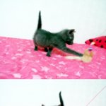 2탄 (고양이판 사진有) 러시안블루와 동거중 ~