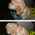 " 코 카 " 키우는분들 여기 붙어라 -♪ 모두 모여라 -♪