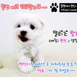 말티즈 강아지 썩소왕자 <b>현민</b>이랍니다^^ (무료분양 3월8일생)