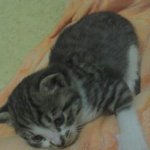 길고양이 무료<b>분양</b>.좋은주인찾습니다//<b>분양</b>됬습니당