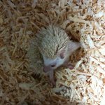 (<b>사</b>진유有완전많음!! )까칠한 매력의 고슴도치 <b>봄</b>!!