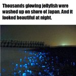 열도의 <b>해변</b>.jpg