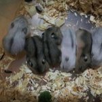 (사진완전많이有) 개,고양이 뺨치는 쥐.