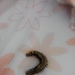 방배 <황금성<b>명가</b>> 지네사건 (사진첨부-약간혐오)