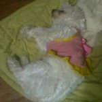 잃어버린 강아지를 찾습니다 ..(부산)