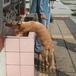 뭔가 똑똑할것 같은 <b>동물</b>들