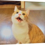 [유봉이네] ［유봉이 앙즈판］8탄 웃는 고양이 본적 있나요??