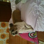 나는야 다섯 살 <b>찐빵</b> ●ㅁ●)/