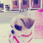 울집 먹보 돼지ㅡㅡ