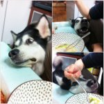 ★사진有  말라뮤트와 10년째 동거중★