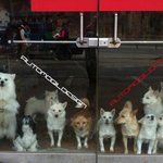 저희집에 12마리 개님들을 소개합니다-9-