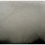 <개판> 생후37일된 스피츠 여아1 남아 4 아가들~분양합니다