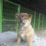 (사진有) 너무시크한 우리집 개 <b>황도</b>