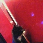 사진多) 우리집 고양이 퓨마를 소개합니다 ^♥^