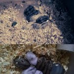 ((((사진&amp;동영상 완전많이有))))  지자랑 아니죠 ~ 쥐자랑...