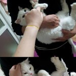 사이좋은 고양이커플 세번째이야기*^^*