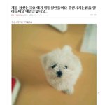 올라온글과 4/18일 올라온글 이랍니다. ★<b>동물</b>자유연대에서 퍼옴★