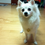 (개판) 아이라인하는 강아지를 보셨나요?