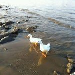 ★ 오리 두마리 <b>분양</b>합니다~!!!