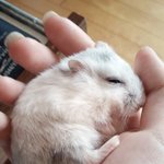 지가 사람인지 쥐인지 헷갈려하는 쥐를 소개해요 *-_-*