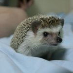 쥐를 닮은 우리 고슴도치들♥