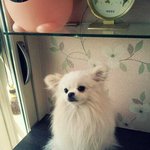 상근이 뒤를 이을 차세대 <b>한류스타</b> 개님 한글로 토미 영어로 tommy