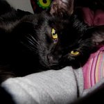 ♥내사랑 검은고양이 별이