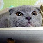 <냥이1판>도라에몽을 닮은 스콧폴드 우리 만듀~