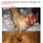 ※동물분양시 주의 &amp; 감동※
