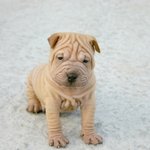 빅뱅권<b>지용</b>과 강아지가 바뀌었어요 ㅠㅠ
