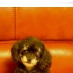 이 <b>푸들</b> 종이름 아시는분 알려주세요!!!ㅠㅠ부탁드려용~
