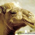 사진 有 )) 귀여운 우리 <b>하치</b>