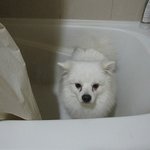 ✿강아지네마리 토끼한마리✿ 5