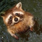 (사진有느님) ☆★스무살흔흔한동물닮은내친구들★☆