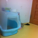 [사진有]세상에서 제일이쁜고양이 <b>미미</b>를소개합니다~~!