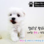 말티즈 왕자 <b>현민</b>이를 사랑으로 키워주실 분을 찾습니다.