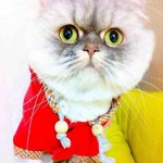 <냥이2판>초록눈이 매력적인 러시안블루를 아시나요?