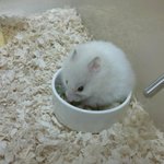 [수정]얼마전 생일이었던 보가 무지개다리를 건넜어요...